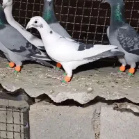 دسته کفتری ۱۶ تایی پلاکی