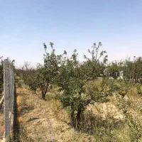 ۴۵۵متر باغچه ۳طرف فنس درخت ۸ساله