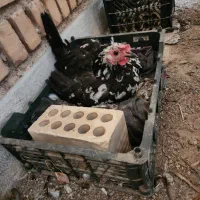 مرغ کرک گلین