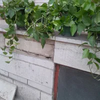 کلها سرسبز وطبیعی و سالم|گل و گیاه طبیعی|اصفهان, بوستان ناژوان|دیوار