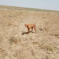 تازی شکاری