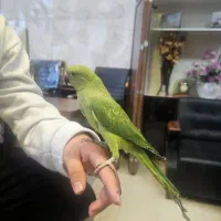 ملنگو ماده اهلی