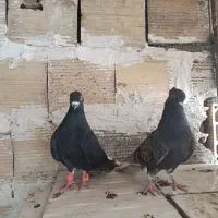 یک جفت دم سفید