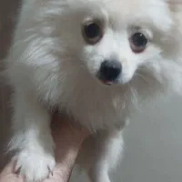 سگ پامر خرسی