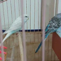 مرغ عشق فروشی