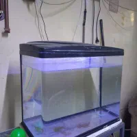 آکواریوم شرکتی ماهیران اول آگهی بخونید