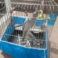 عروس هلندی سه ماه نر و ماده نمیدونم|پرنده|پیشوا, |دیوار