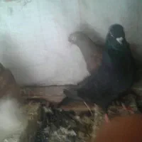 چندجفت کفترخوبوپرشی بشرط