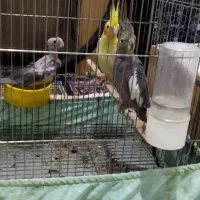 تعدادی طوطی عروس