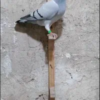 ۴عدد کبوتر پلاکی