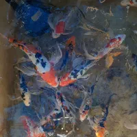 ماهی کوی نژاد دار