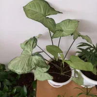 کیف نیه گل|کیف، کفش، کمربند|سنندج, |دیوار