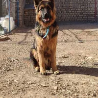 سگ ژرمن دهن پاک