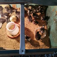 جوجه مرغ امروک.. برهما.. ایام سمانی