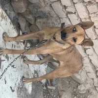 یک سگ دو رگه ماده نگهبان