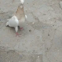سرور و ساده