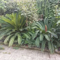 200 عددسیکاس از چهار ساله تا 25ساله تعداد بالا|گل و گیاه طبیعی|صومعه‌سرا, |دیوار