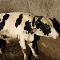 گاو نر و گوساله ماده