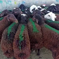 بره نر سبک مخصوص مال شناس ها