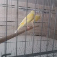 قناری نر رسمی قشنگ پادار