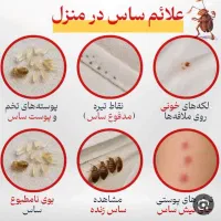 سمپاشی تضمینی کلیه حشرات خانگی(مخصوصاساس) وجوندگان