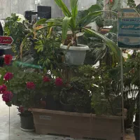مغازه ۲۵ متری در شهرک زاینده رود سرو ها