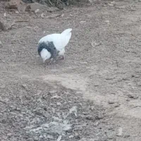 طوقی فروشی|پرنده|شاهرود, |دیوار