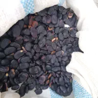 باقله بذری|خدمات باغبانی و درختکاری|کهنوج, |دیوار