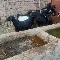 ۷ عدد کولار بز