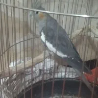 یک جفت عروس هلندی