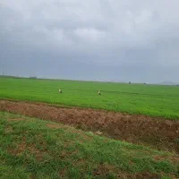 اجاره زمین کشاورزی ابی   یک سال  دوساله .|اجارهٔ دفتر صنعتی، کشاورزی، تجاری|کرمانشاه, |دیوار