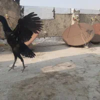 مرغ اوشاموالمانی مشکی|حیوانات مزرعه|قدس, شهرقدس|دیوار