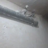 یه جفت کبوتر سرور