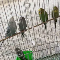 سلام. چهار عدد مرغ عشق|پرنده|جوانرود, |دیوار