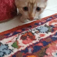 غذای گربه و خاک گربه وخود گربه