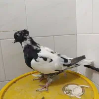 کبوترشاپر|پرنده|چرداول, |دیوار