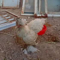 مرغ سلطان تخم گذار