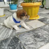 واگذاری پامر خرسی