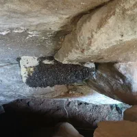 عسل طبیعی