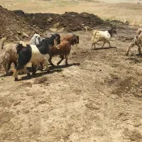 تعداد 14راس بزغاله