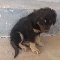 سگ باهوش|سگ|تاکستان, |دیوار