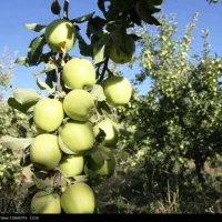 فروش باغ در سیسخت