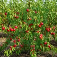 نـهـال انــار ساوه  شیرین  خوش‌دانه و صادراتی|خدمات باغبانی و درختکاری|مریوان, |دیوار