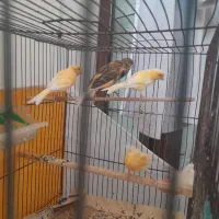 قناری سرخ و ابلق همه جوجه یک ساله