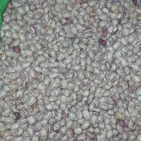 لوبیا چیتی زنجان ۳۸۰ تومن