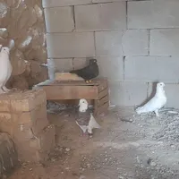 کبوتر رنگی