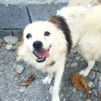 واگذاری نرو ماده