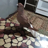 کفتر سرخ دم سفید نر|پرنده|بم پشت, |دیوار