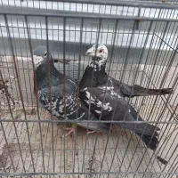 کبوتر پلاکی