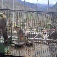 یک جفت عروس هلندی